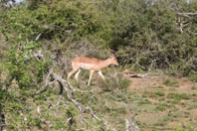 Impala on the game drive
